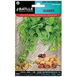 Semillas de cacahuete