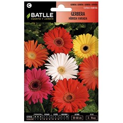 Semillas de gerbera variada