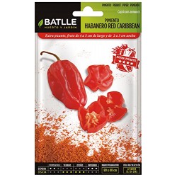 Semillas de Pimiento habanero