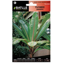 Semillas platanero ornamental