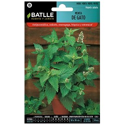 Semillas de menta de gato