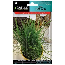 Semillas hierba para gatos