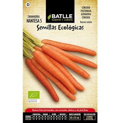 Semillas de zanahoria nantesa