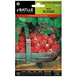 Semillas fresas del bosque