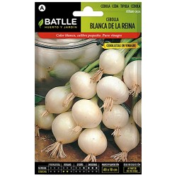 Semillas cebolla blanca reina
