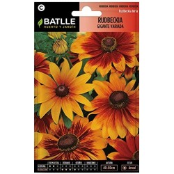 Semillas de rudbeckia gigante