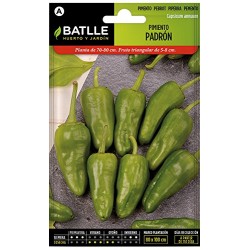 Semillas de pimiento de padrón
