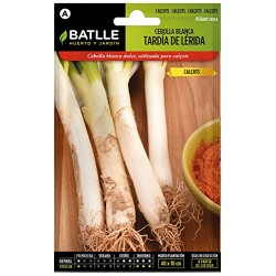Semillas calçots cebolla