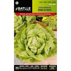 Semillas lechuga reina de mayo