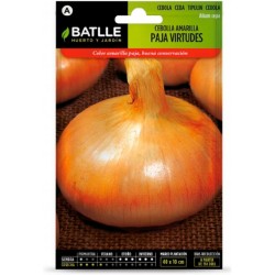 Semillas de cebolla paja