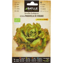 Semillas lechuga de verano
