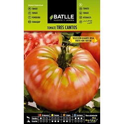Semillas tomate gigante rosa