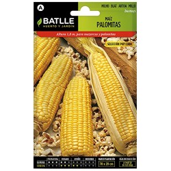 Semillas maíz para palomitas