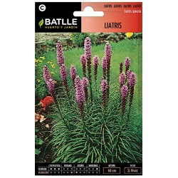 Semillas de liatris Batlle