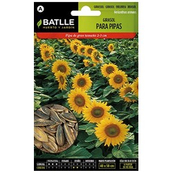 Semillas de girasol para pipas